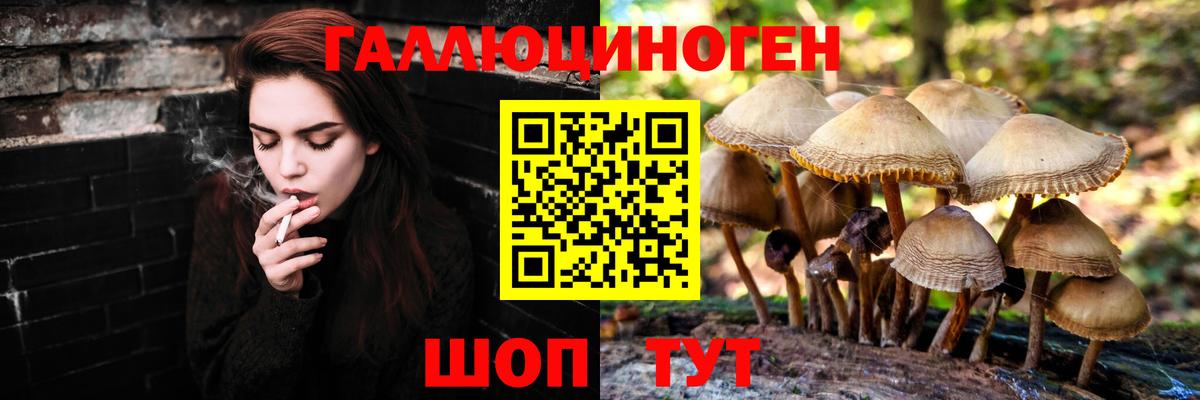 Псилоцибиновые грибы Psilocybine cubensis Ступино